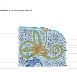 Correctly identify the following structures of the membranous labyrinth