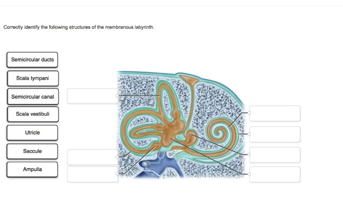 Correctly identify the following structures of the membranous labyrinth