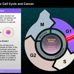 The eukaryotic cell cycle and cancer worksheet