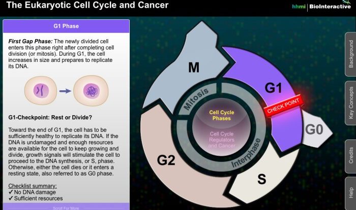 The eukaryotic cell cycle and cancer worksheet