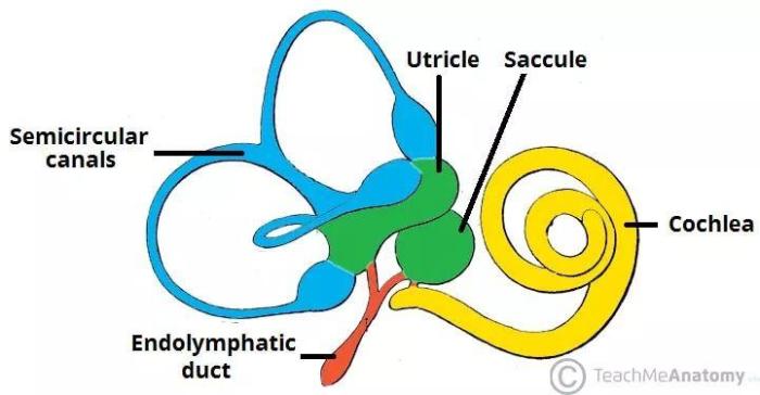 Labyrinth ear bony membranous internal perilymph which suspended contain anatomy question